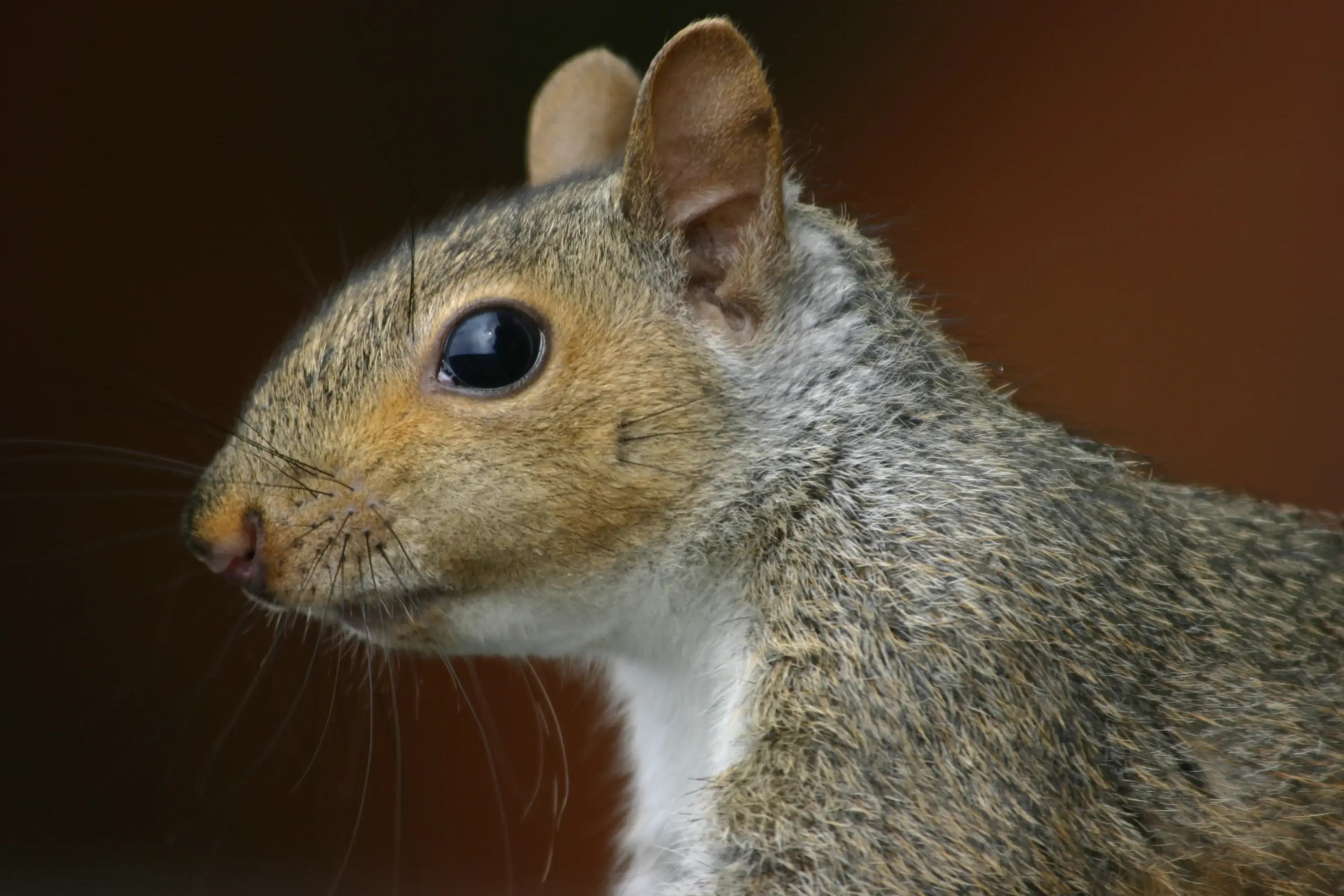 Eastern Gray Squirrel