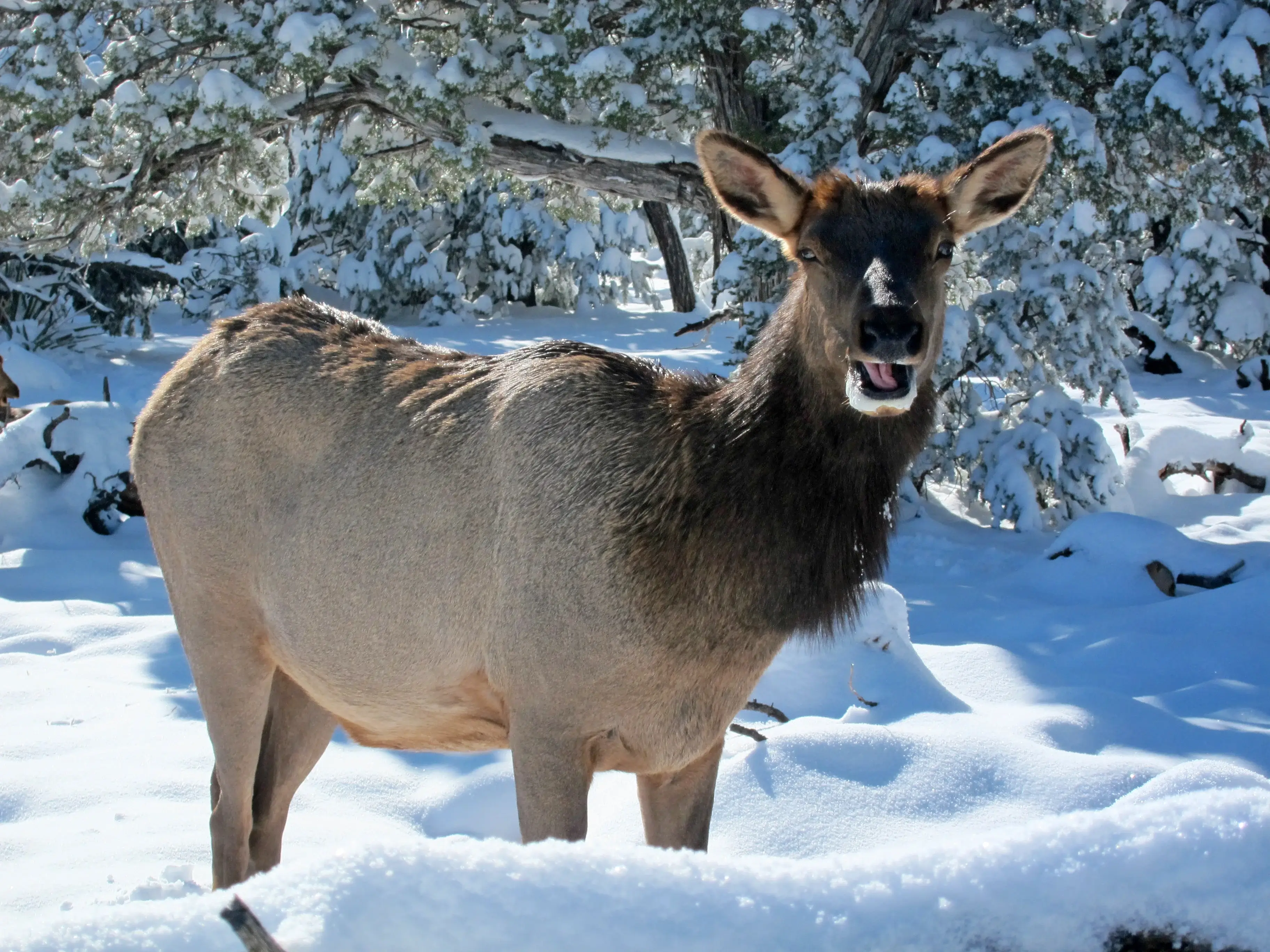 Elk