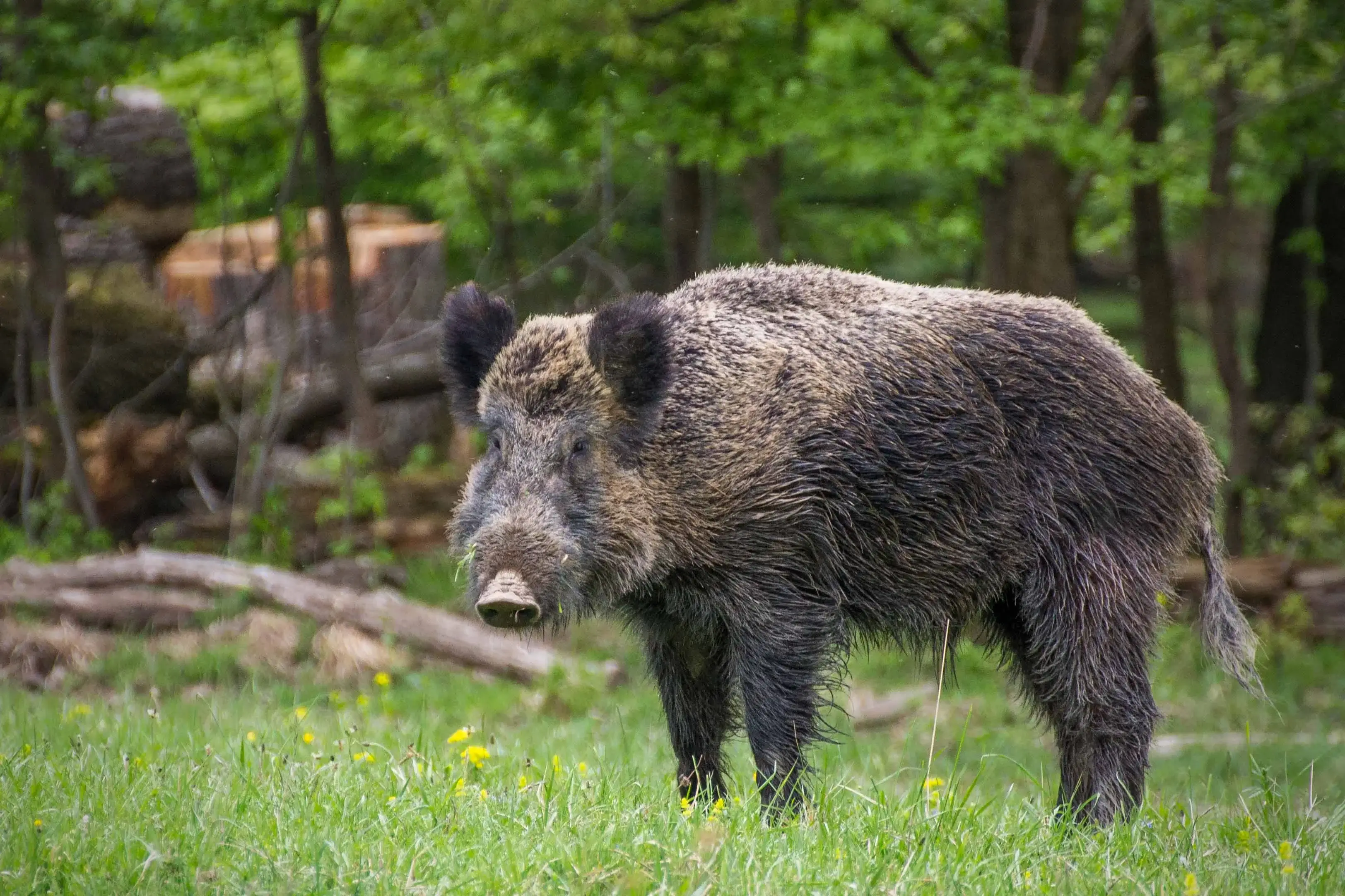 Feral Hog