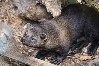 Fisher