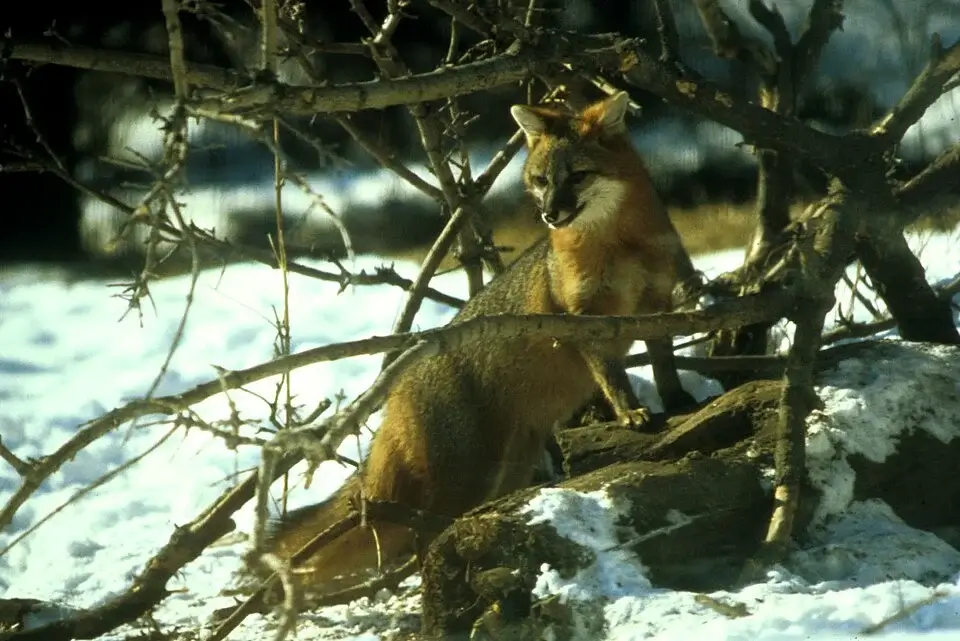 Gray Fox