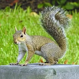 Gray Squirrel
