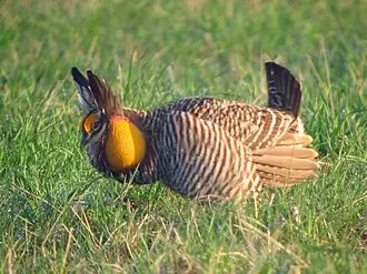 Greater prairie-chicken