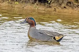 Green-winged Teal