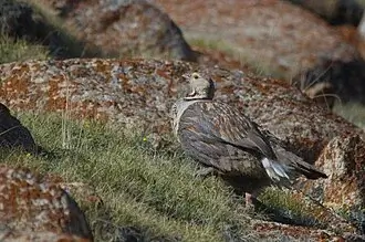 Himalayan Snowcock
