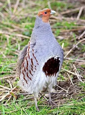 Hungarian Partridge