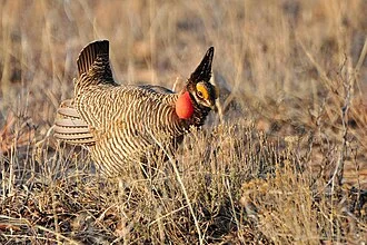 Lesser prairie-chicken