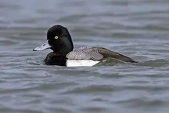 Lesser Scaup