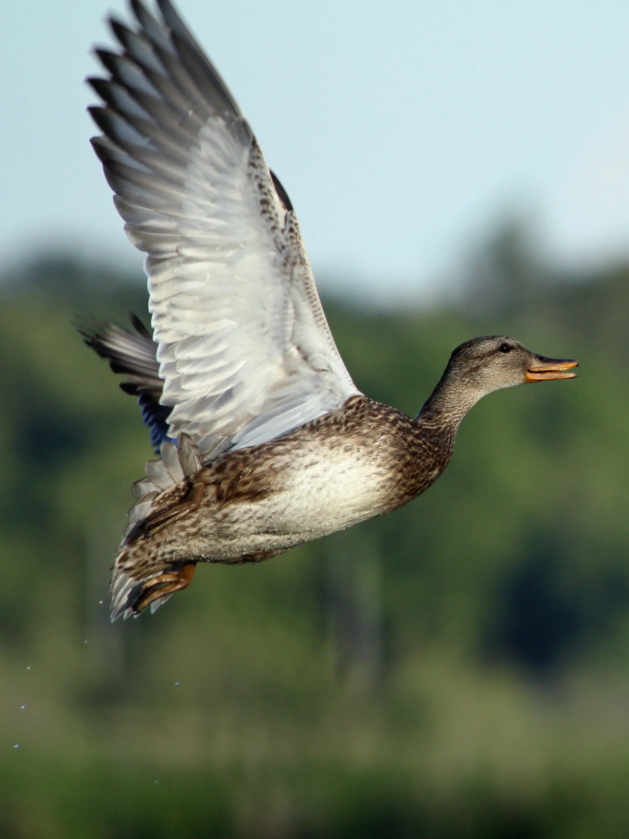 Mallard