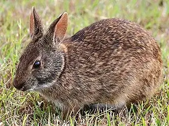 Marsh Rabbit