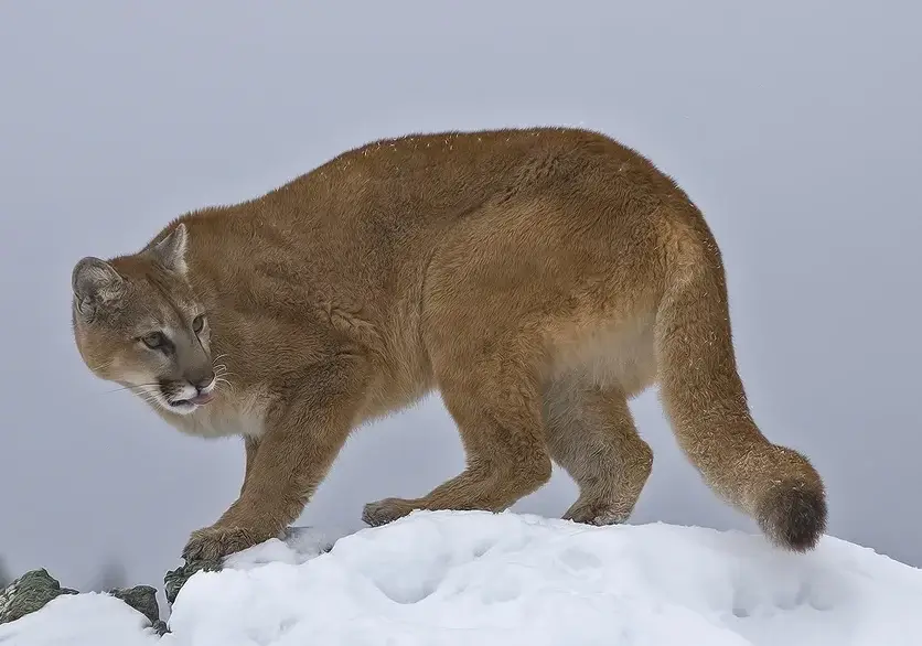 Mountain Lion