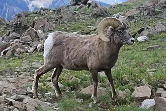 Mountain Sheep