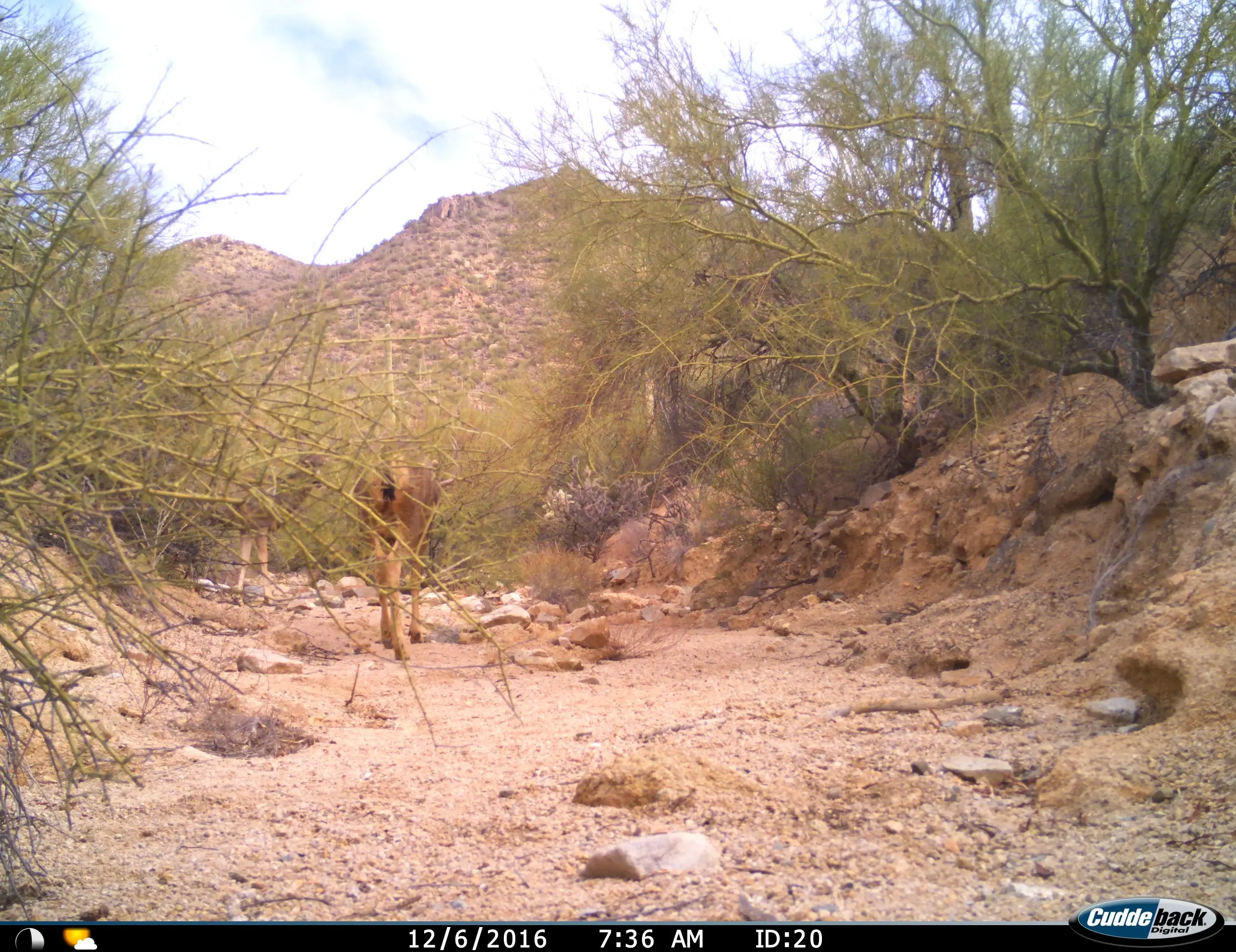 Mule Deer