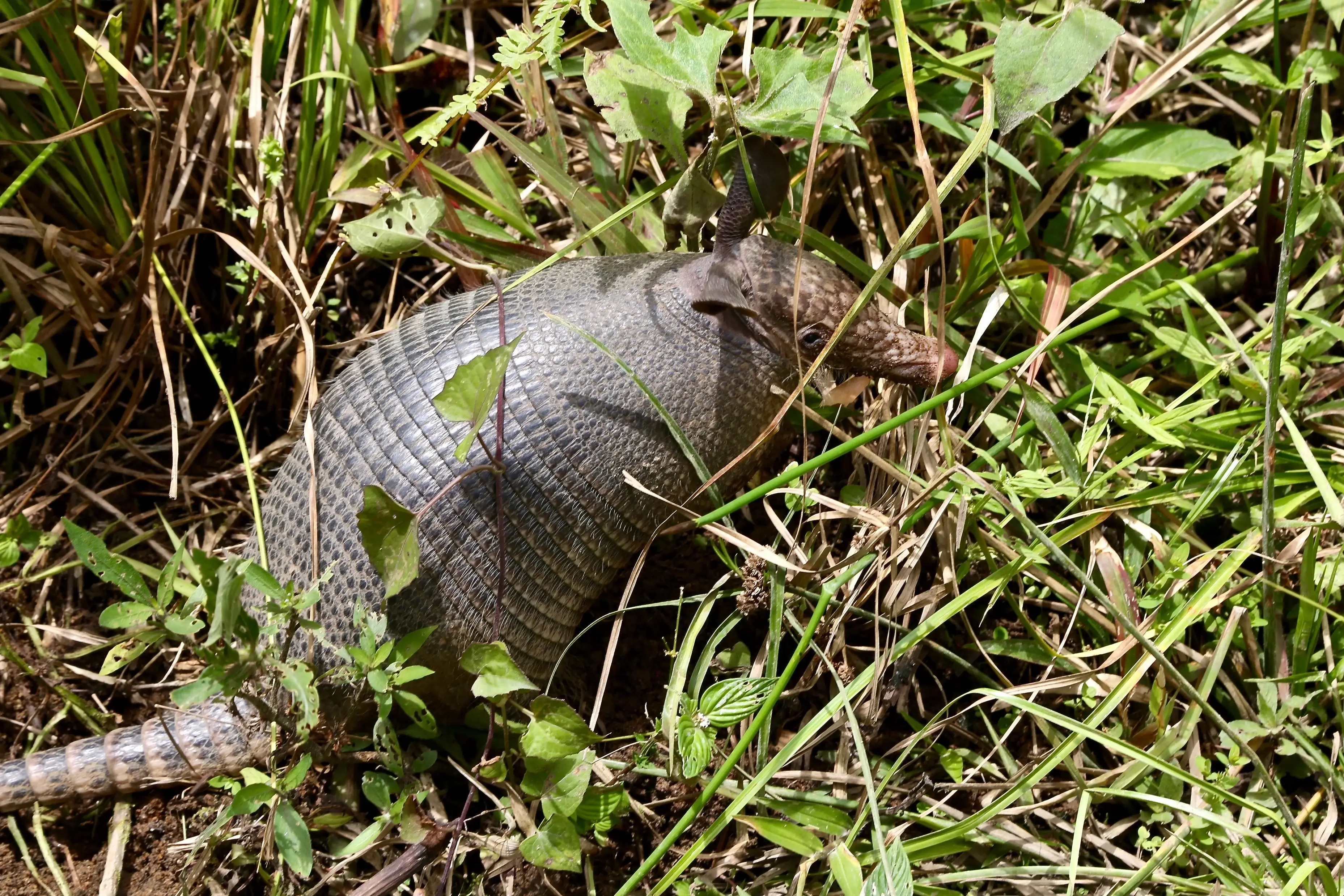 Nine-banded Armadillo