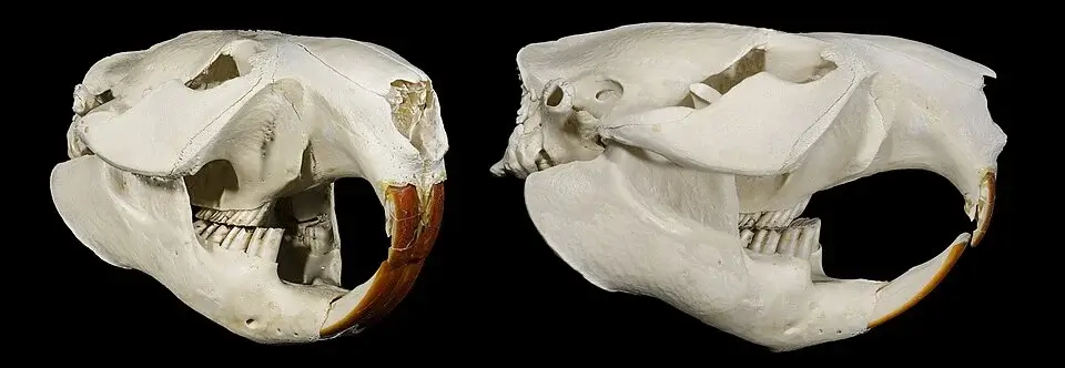 American Beaver