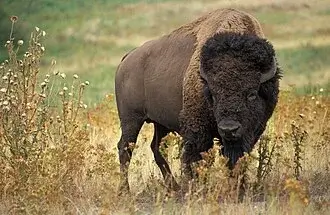 Plains Bison