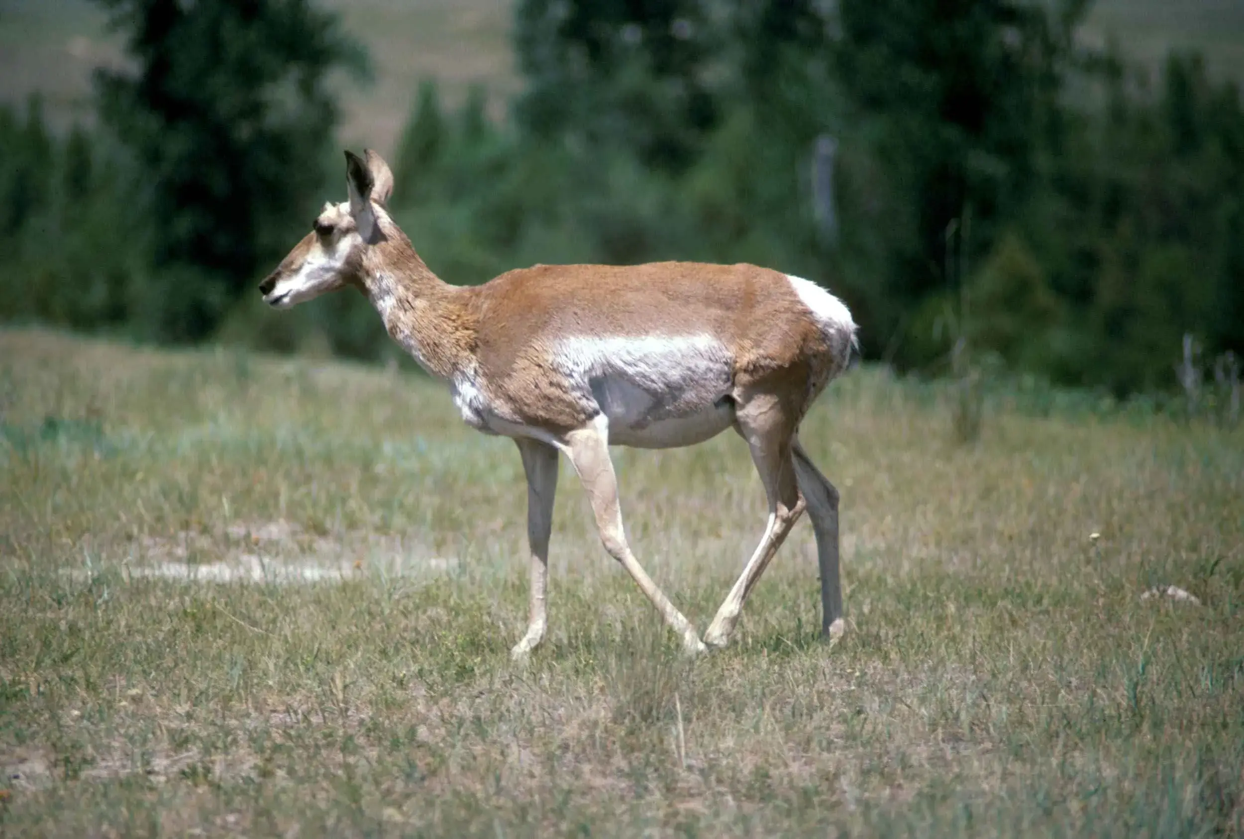 Pronghorn