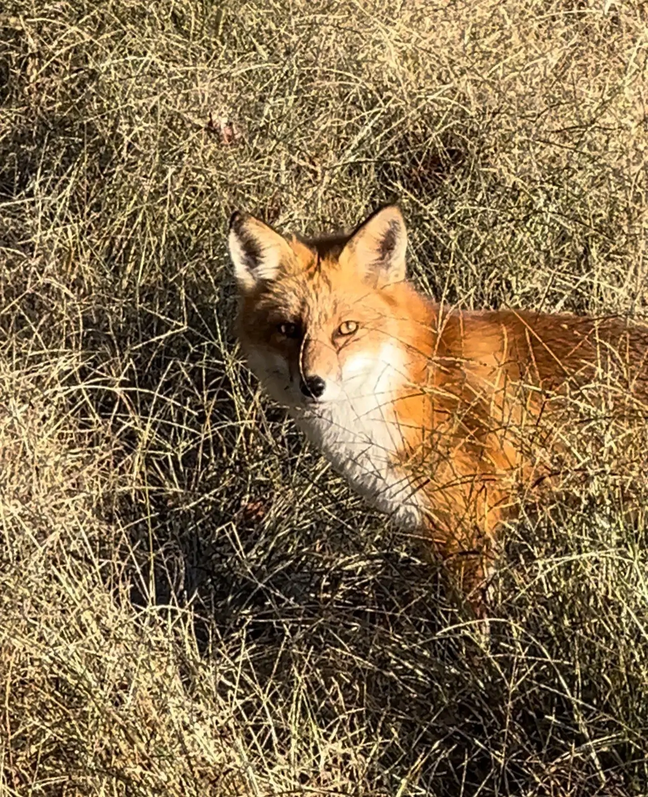 Red Fox