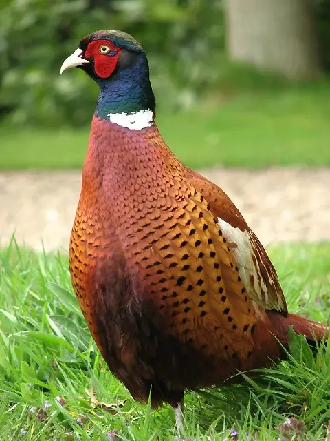 Ring-necked Pheasant