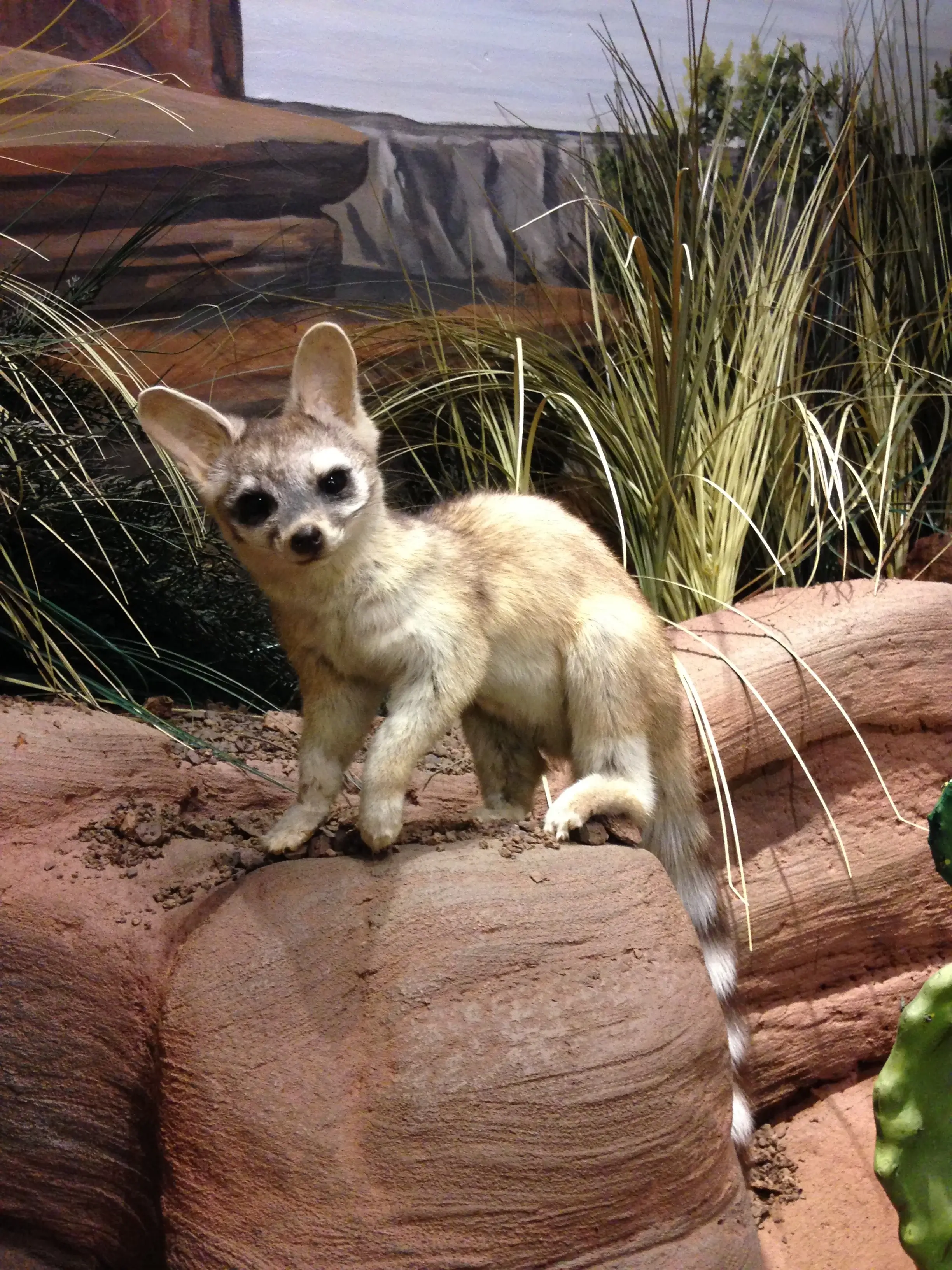 Ringtail