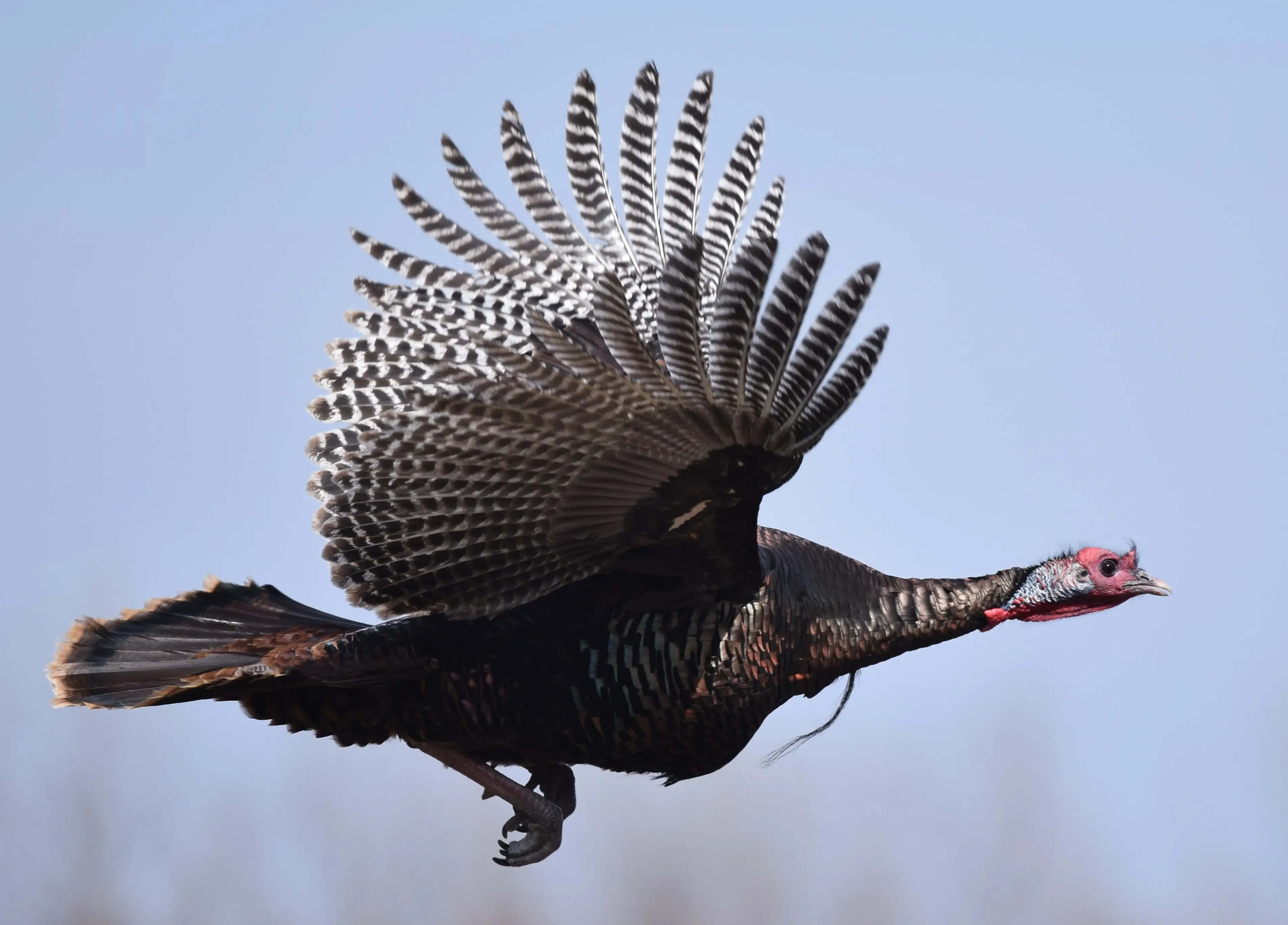 Rio Grande Turkey