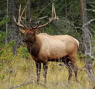 Rocky Mountain Elk