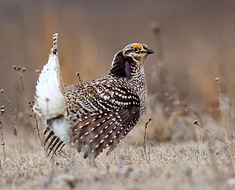 Sharp-tailed Grouse