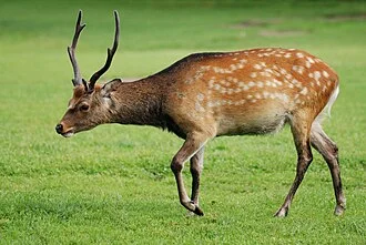 Sika deer