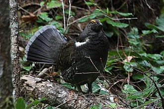 Sooty Grouse