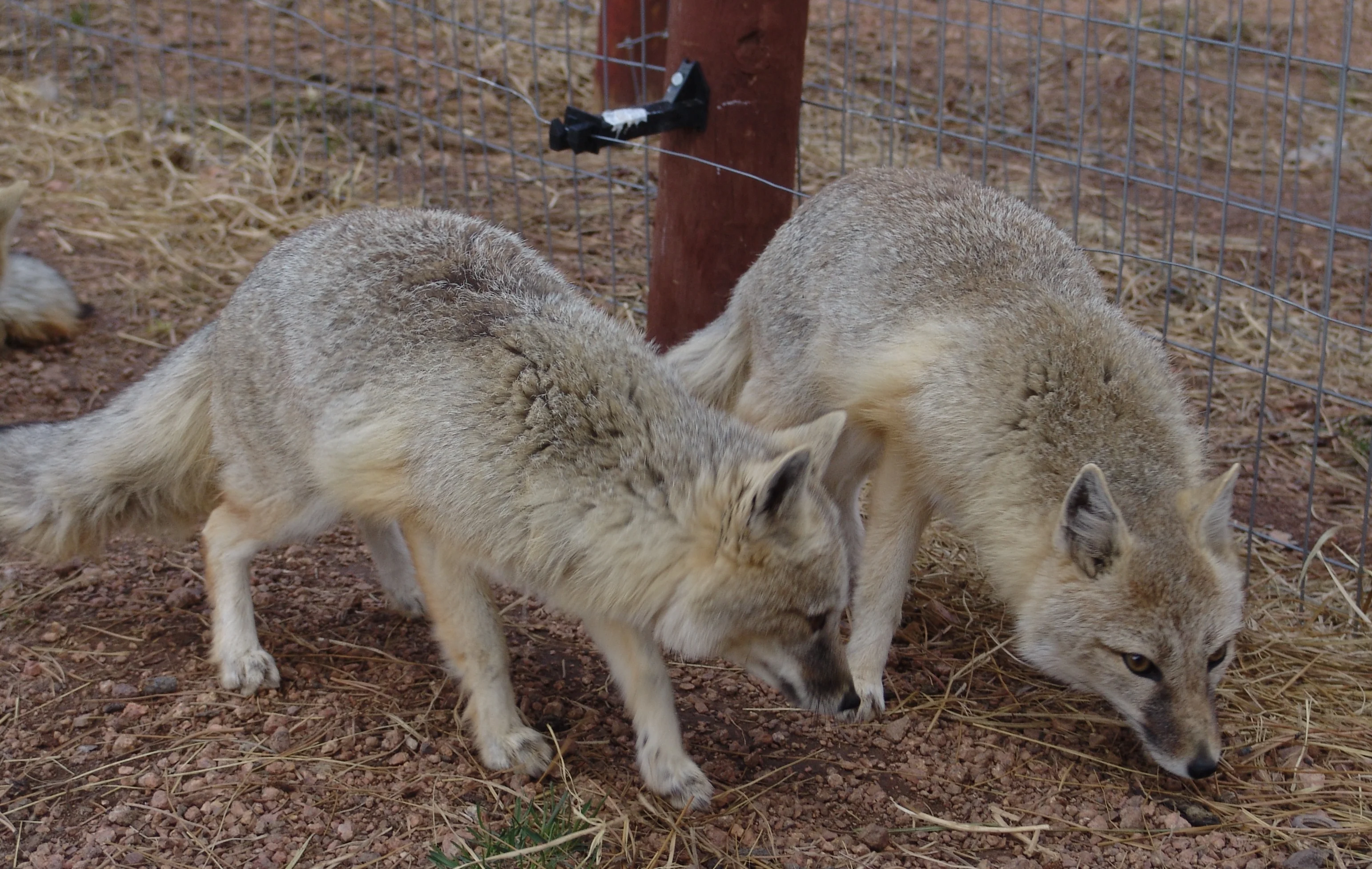Swift Fox