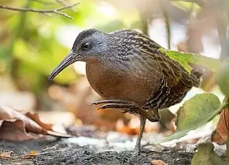 Virginia Rail