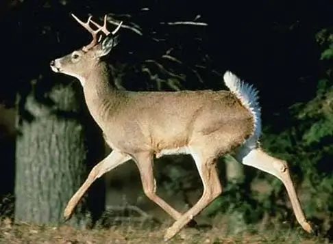 White-tailed Deer