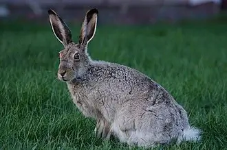 White-tailed Jackrabbit