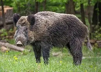 Wild Pig