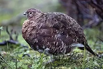 Willow Ptarmigan