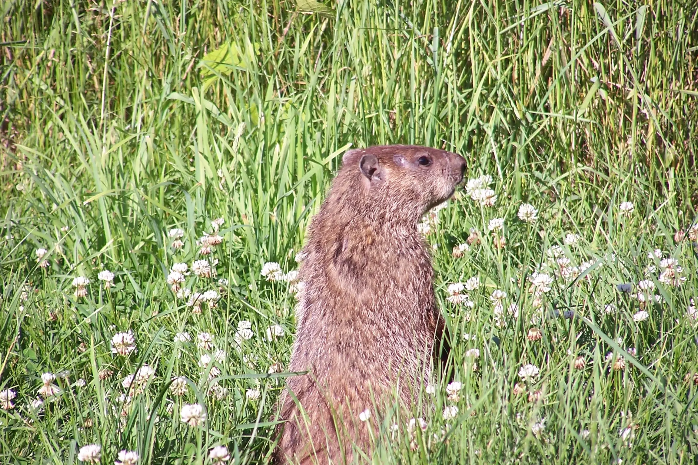 Woodchuck