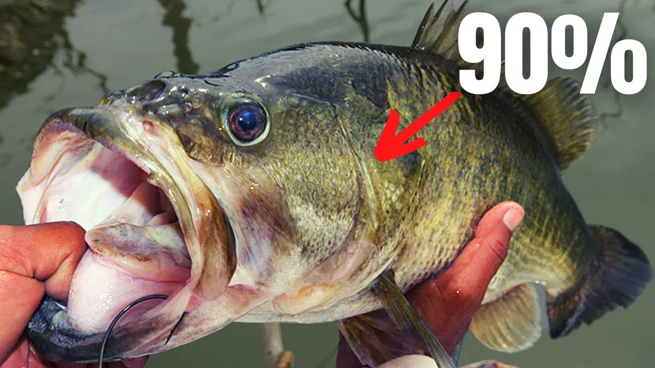 Bass Fishing for Beginners: Species, Gear, and Tips to Start Catching Bass