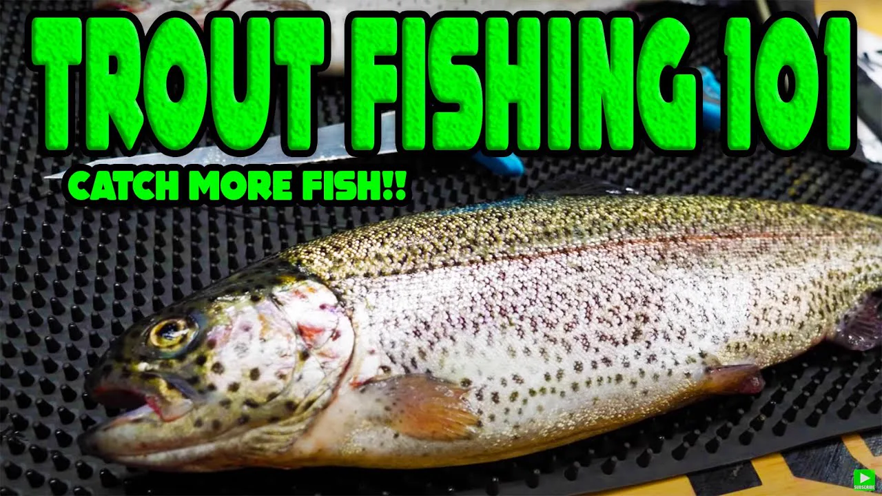 Trout Fishing for Beginners: 101 Setup, Bait, and Lure Guide